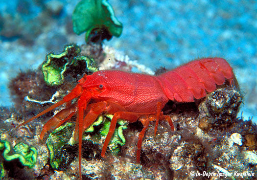 Red Dwarf Spiny Lobster (Palinurellus Wieneckii) - Fresh N Marine
