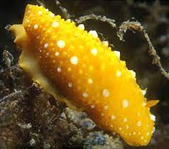 Dorid Nudibranch (Phyllidia flava)(Yellow) - Fresh N Marine