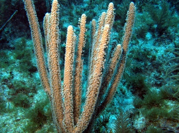 Slit Pore Sea Rod Gorgonian (Plexaurella nutans) - Fresh N Marine