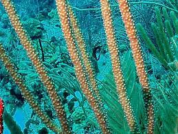 Slit Pore Sea Rod Gorgonian (Plexaurella nutans) - Fresh N Marine