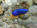 Caerulean damsel (Pomacentrus Caeruleus) - Fresh N Marine