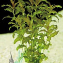 Potamogeton Perfoliatus - Fresh N Marine