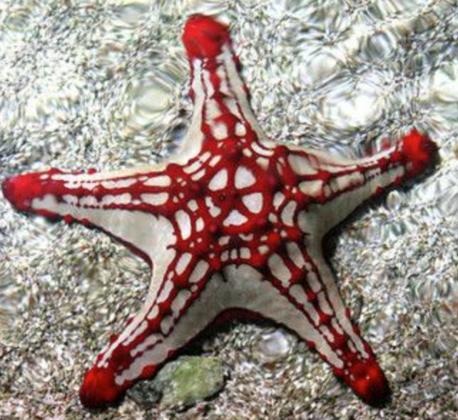 Red-Knobbed Starfish (Protoreaster linckii) - Fresh N Marine