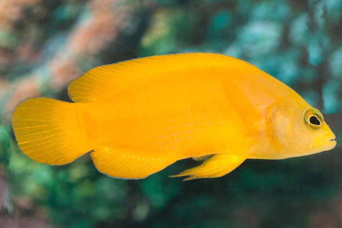 Golden Dottyback (Pseudochromis Aureus) - Fresh N Marine