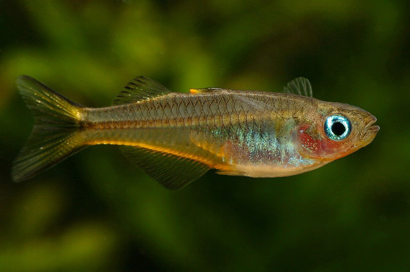 Forktail Rainbowfish (Pseudomugil furcatus) - Fresh N Marine