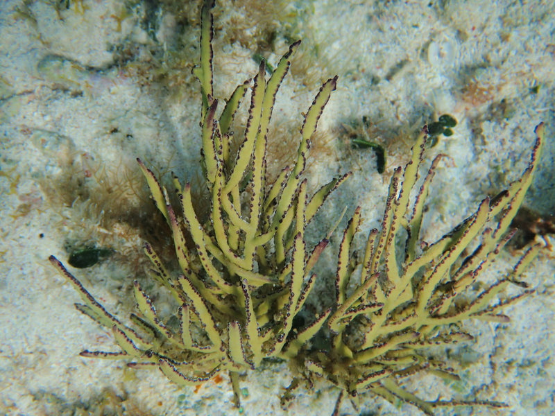 Yellow Sea Whip Gorgonian (Pterogorgia citrina) - Fresh N Marine