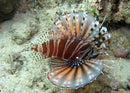 Dwarf Lionfish (Dendrochirus zebra) - Fresh N Marine