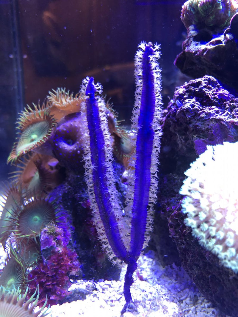 Purple Sea Whip Gorgonian (Pterogorgia guadalupensis) - Fresh N Marine