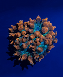 Red Bubble Tip Anemone (Entacmaea quadricolor) - Fresh N Marine