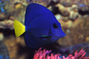Purple Tang (Zebrasoma xathurum) - Fresh N Marine