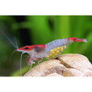 Red Rili Shrimp - Fresh N Marine