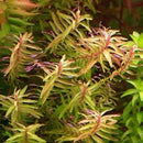 Rotala Macrandra Narrow - Fresh N Marine