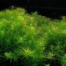Rotala Najean - Fresh N Marine