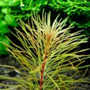 Rotala Sp Vietnam - Fresh N Marine