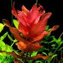 Rotala Macrandra - Fresh N Marine