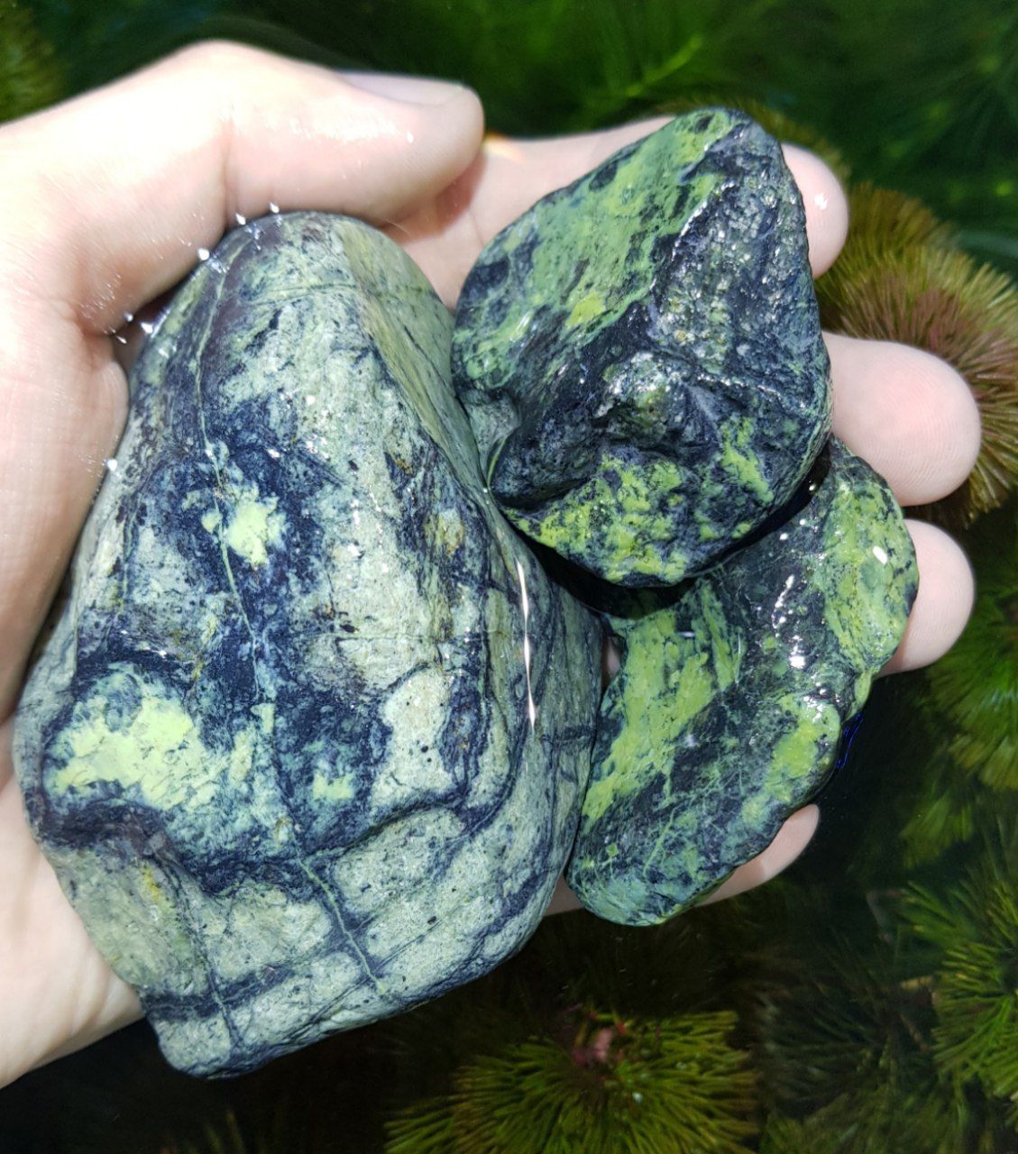 Royal Green Rock Small (per kg) | Fresh N Marine