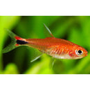 Ruby Tetra (Axelrodia riesei) - Fresh N Marine