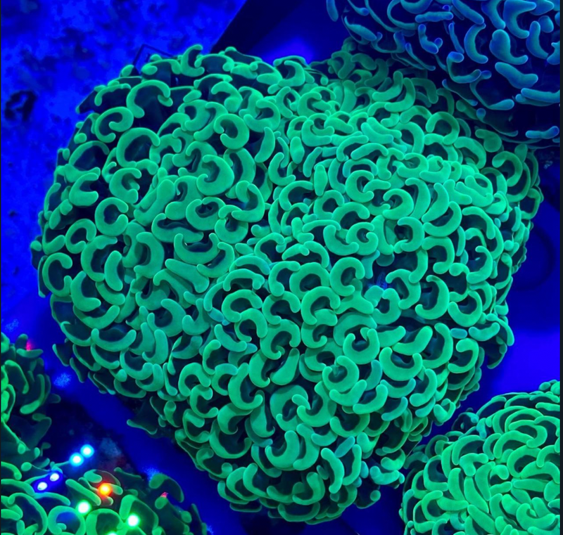 Metallic Green Hammer Coral (Euphyllia ancora) - Fresh N Marine