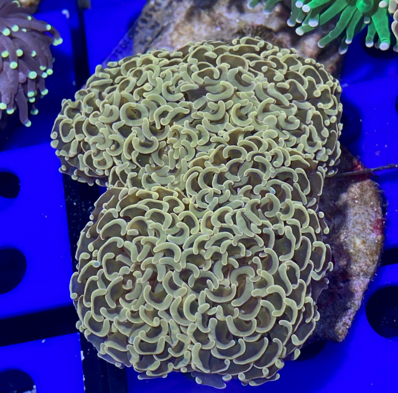 Yellow Metallic Hammer Coral (Euphyllia ancora) - Fresh N Marine