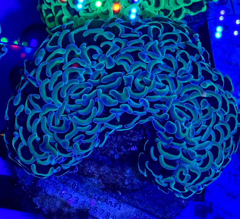 Green Hammer Coral (Euphyllia ancora) - Fresh N Marine