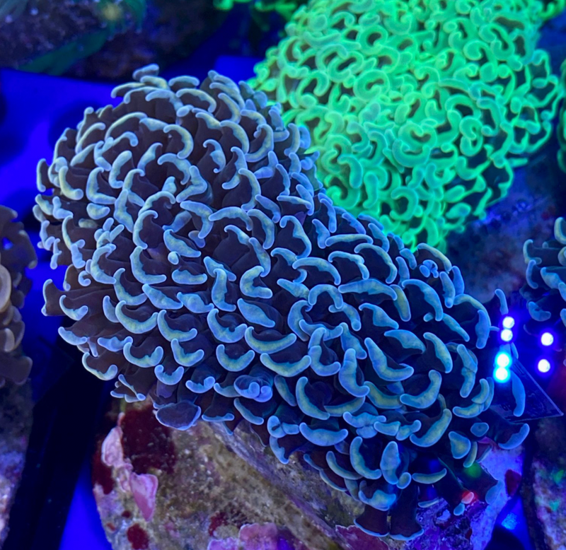 Orange Hammer Coral (Euphyllia ancora) - Fresh N Marine
