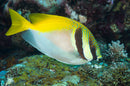 Double Barred Rabbitfish (Signaus virgatus) - Fresh N Marine