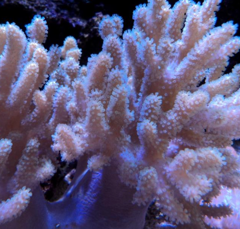 Finger Leather Coral (Sinularia Asterolobata) - Fresh N Marine