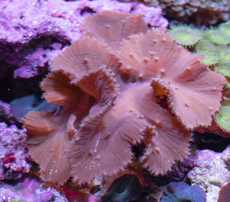 Cabbage Leather Coral (Sinularia Dura) - Fresh N Marine