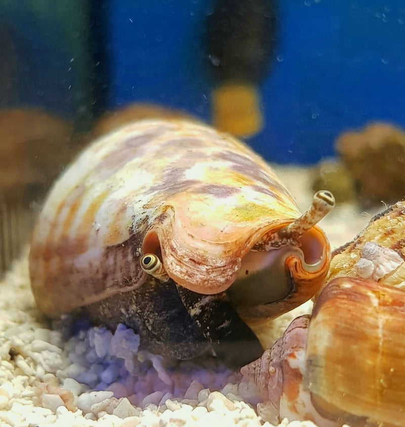Strawberry Conch Snail (Strombus Luhuanus) - Fresh N Marine