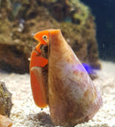 Strawberry Conch Snail (Strombus Luhuanus) - Fresh N Marine