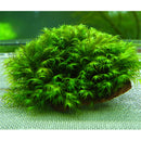 US Fissidens (on rock) - Fresh N Marine