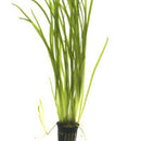 Vallisneria Spiralis - Fresh N Marine