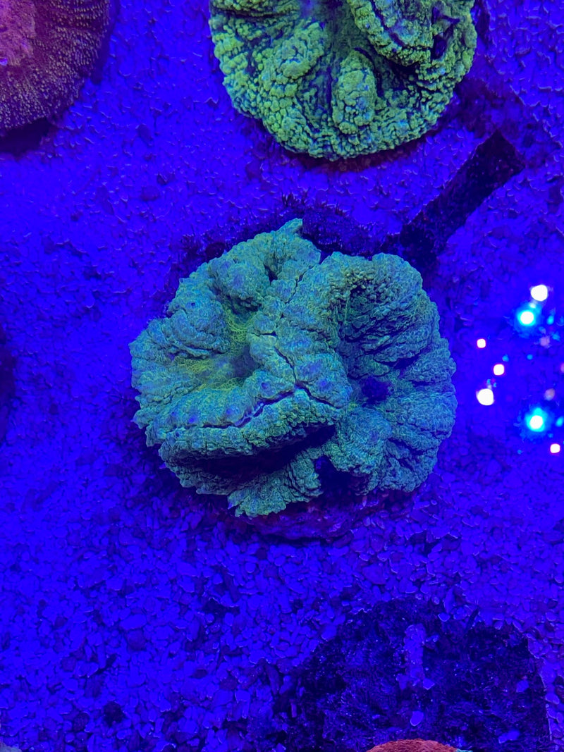 WYSIWYG Green Brain Coral Grade A (Symphyllia sp.) - Fresh N Marine