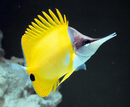 Long Nose Butterfly (Forcipiger flavissimus) - Fresh N Marine