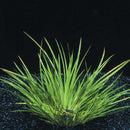 Acorus Pusillus - Fresh N Marine