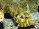 Tomenthosus Filefish (Acreichthys tomenthosus) - Fresh N Marine