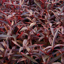 Alternanthera Sessilis - Fresh N Marine