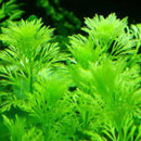 Limnophila Sessiliflora - Fresh N Marine