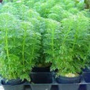 Limnophila Sessiliflora - Fresh N Marine