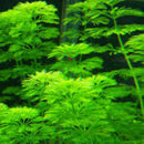 Limnophila Sessiliflora - Fresh N Marine