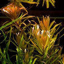 Ammannia Pedicellata - Fresh N Marine