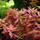 Ammannia Nesaea - Fresh N Marine