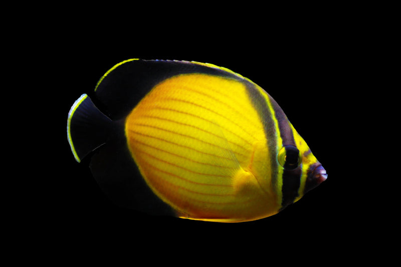 Arabian Butterflyfish (Chaetodon melapterus) - Fresh N Marine