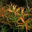 Ludwigia Arcuata - Fresh N Marine