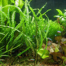 Cryptocoryne balansae - Fresh N Marine