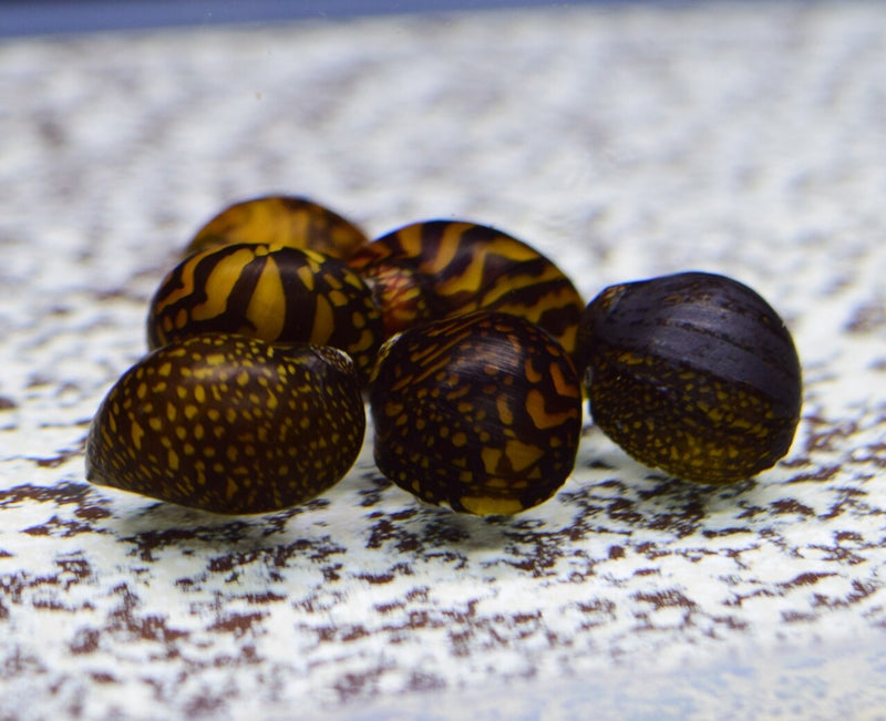 Batik Nerite Snail (Freshwater) - Fresh N Marine