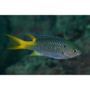 Yellow Tail Chromis (Neopomacentrus nemurus) - Fresh N Marine