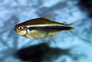 Black Neon Tetra (Hyphessobrycon herbertaxelrodi) - Fresh N Marine