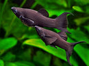 Black Molly (Poecilia sp.) - Fresh N Marine