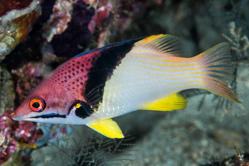 Eclipse Hogfish (Bodianus mesothorax) - Fresh N Marine